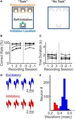 Distinct Spiking Patterns of Excitatory and Inhibitory Neurons and LFP Oscillations in Prefrontal Cortex During Sensory Discrimination